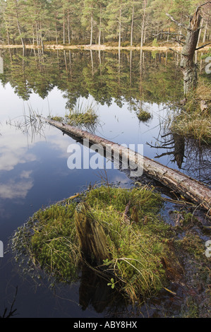 Uath Lochan, einer von mehreren Waldseen im Inshriach Wald in Glen Feshie, in den Cairngorm Mountains, Schottland. Stockfoto