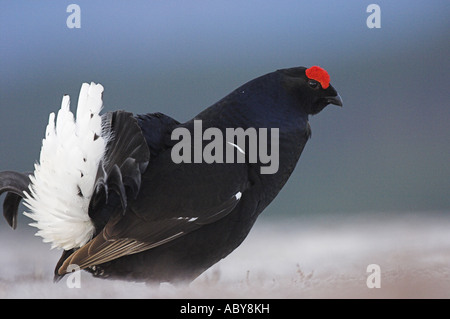 Birkhuhn, at Tetrix oder Birkhahn, männliche anzeigen auf der Lek oder Boden, auf einem Moor in den Cairngorms, Schottland anzeigen. Stockfoto
