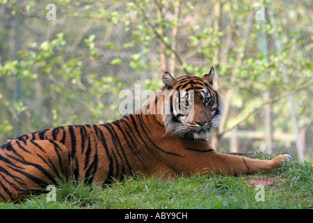 Sumatra Tiger-Panthera Tigris Sumatrae ruht in Gefangenschaft in Paignton Zoo Naturschutzgebiet Devon England UK Stockfoto