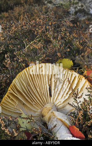 Einen gefallenen Pilz Fliegenpilz, Amanita Muscaria, liegend auf dem Boden im Herbst in der Nähe von Braemar in den Cairngorms, Schottland. Stockfoto