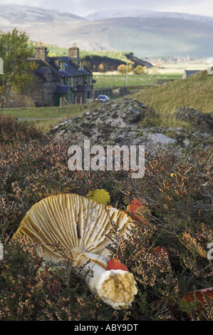 Einen gefallenen Pilz Fliegenpilz, Amanita Muscaria, liegend auf dem Boden im Herbst in der Nähe von Braemar in den Cairngorms, Schottland. Stockfoto