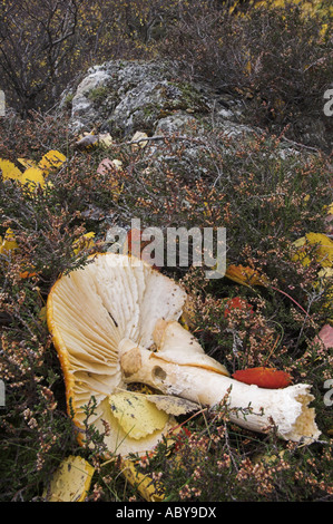 Einen gefallenen Pilz Fliegenpilz, Amanita Muscaria, liegend auf dem Boden im Herbst in der Nähe von Braemar in den Cairngorms, Schottland. Stockfoto