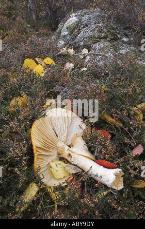 Einen gefallenen Pilz Fliegenpilz, Amanita Muscaria, liegend auf dem Boden im Herbst in der Nähe von Braemar in den Cairngorms, Schottland. Stockfoto