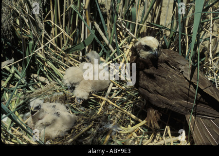 Marsh Hawk Circus Aeroginosus nisten Spanien CARLOS SANZ V W Raubvogel Raptor Europa Mittelmeer Spanisch Stockfoto