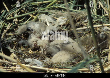 Marsh Hawk Circus Aeroginosus nisten Spanien CARLOS SANZ V W Raubvogel Raptor Europa Mittelmeer Spanisch Stockfoto