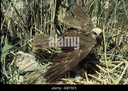 Marsh Hawk Circus Aeroginosus nisten Spanien CARLOS SANZ V W Raubvogel Raptor Europa Mittelmeer Spanisch Stockfoto