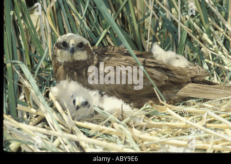 Marsh Hawk Circus Aeroginosus nisten Spanien CARLOS SANZ V W Raubvogel Raptor Europa Mittelmeer Spanisch Stockfoto