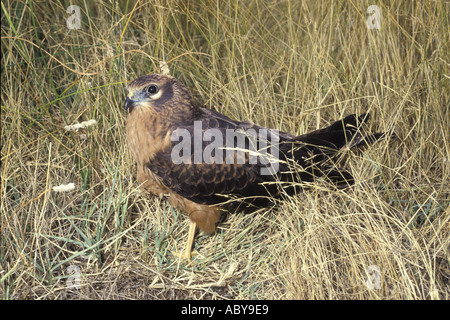 Marsh Hawk Circus Pygargus Spanien CARLOS SANZ V W Raubvogel Raptor Europa Mittelmeer spanischen europäischen Henne Stockfoto