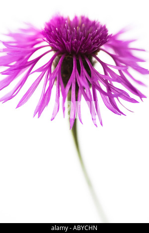 Stilleben Makro Porträt einer schleichenden Distel rosa Blume auf einem weißen Hintergrund England UK Stockfoto