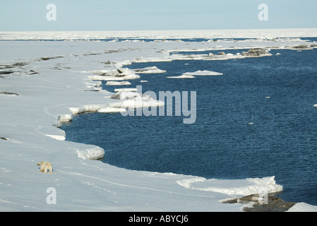 Eisbär auf der südlichen Spitze von Spitzbergen, Svalbard Region, Norwegen. Stockfoto