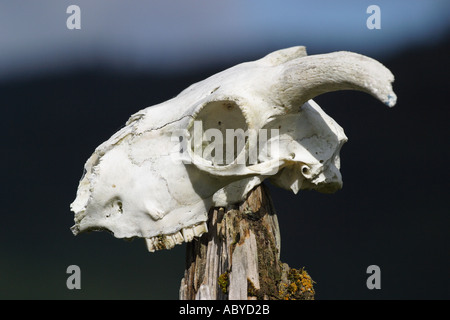 Alte weiße Knochen Schafe Schädel gebleicht weiß mit Hörnern auf hölzernen Zaunpfosten Stockfoto