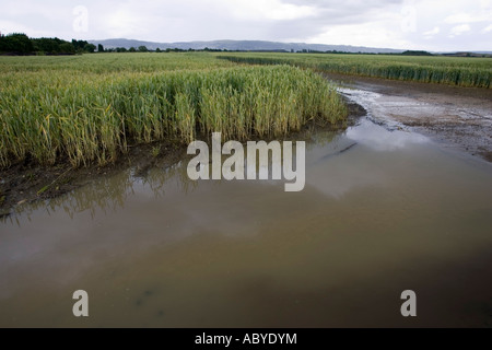 Weizenfeld mit Ernte überflutet nach Starkregen Cotswolds UK Stockfoto