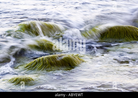 Steinen in der Brandung, Nahaufnahme von Wasser und Algen Stockfoto