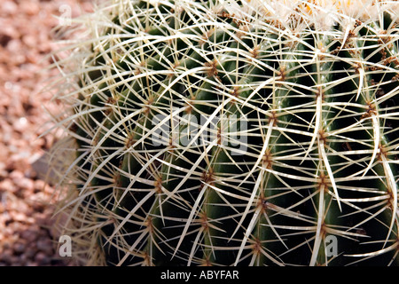 Golden Barrel Cactus Echinocactus grusonii Stockfoto