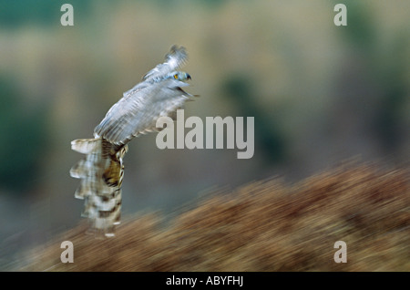 Habicht im Flug. Stockfoto