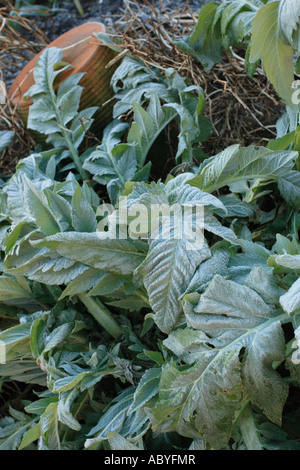 Der Schlossgarten in Culross enthält Merkmale eines Gartens Anfang des 17. Jahrhunderts. Stockfoto