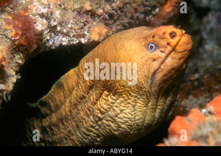 Grüner Moray-Aal, Gymnothorax prasinus, Nelson Bay, Port Stephenes, Australien Stockfoto