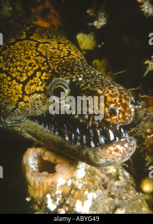 Mosaik-Muräne, Enchelycore Ramosa, zeigt die Nadel scharfe Zähne. Stockfoto