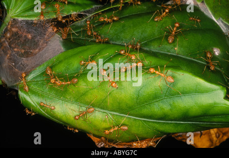 Weberameisen, Oecophylla Smaragdina. Diese Ameisen benutzen die Seide von deren Larven bauen ihre Nester aus Blättern Stockfoto