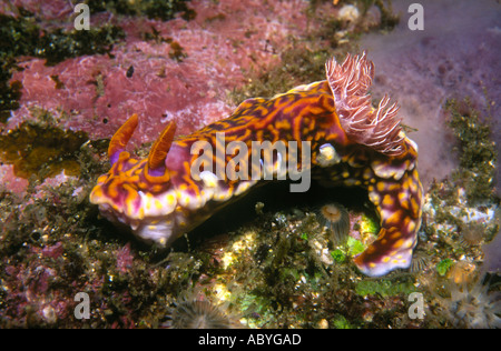 Nudibranch, Miamira flavicostata, zuvor als Miamira magnifica und Ceratosoma magnificum decsribed Stockfoto