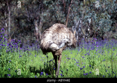 Emu, Dromaius novaehollandiae, füttert einen Fleck lila Blüten. Warrumbungle National Park, Western NSW, Australien Stockfoto