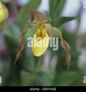 Hausschuh-Orchidee Stockfoto