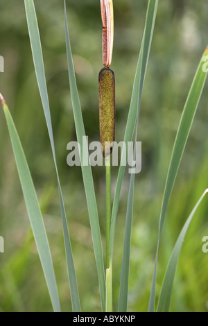 Kleiner Rohrkolben Typha Angustifolia Pflanze mit Saatgut Kopf, Potteric Carr NR, Doncaster, South Yorkshire Stockfoto