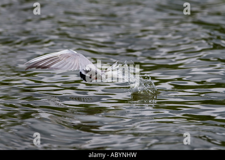 Gemeinsamen Tern Sterna Hirundo fliegen über der Wasseroberfläche mit Fisch Priory Parken Bedford Stockfoto