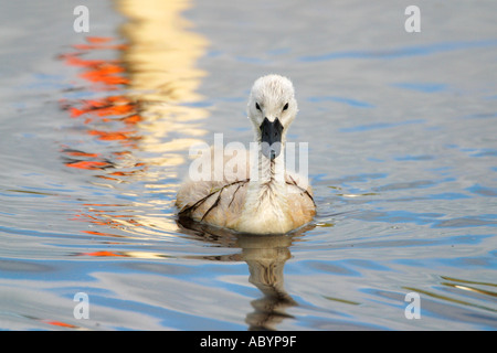 Cygnet Höckerschwan Cygnus Olor Shropshire England mit Reflexion der übergeordneten Schwan im Seewasser Frühling Sommer Shropshire England UK Stockfoto
