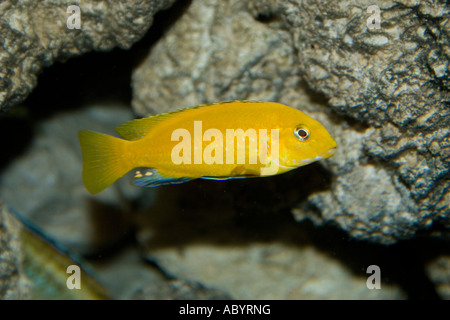 Goldene Cichlid Süßwasserfische aus Malawi-See Stockfoto