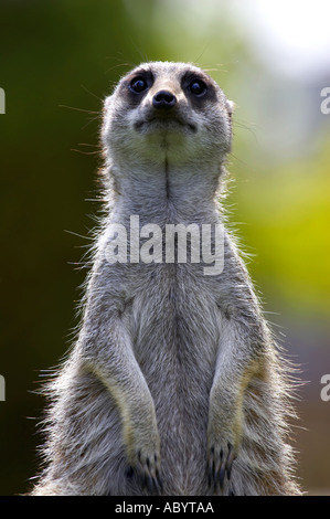 Erdmännchen im Dienst genommen im Twycross Zoo, Leicestershire uk Stockfoto