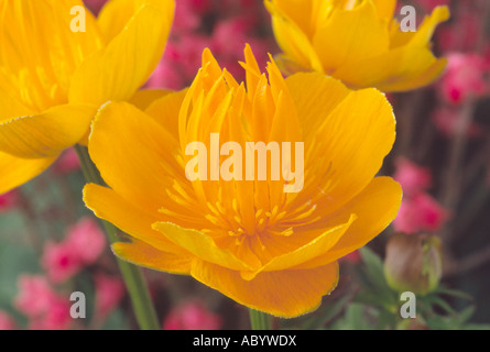 Trollblume Chinensis (Globeflower) gelb/Orange Schale geformte Blume Nahaufnahme. Stockfoto