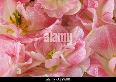Tulipa 'Angélique' AGM (Tulip) Muster aus Blüten rosa und weißen Division 11 elf Doppelzimmer spät Gruppe Tulpe. Stockfoto