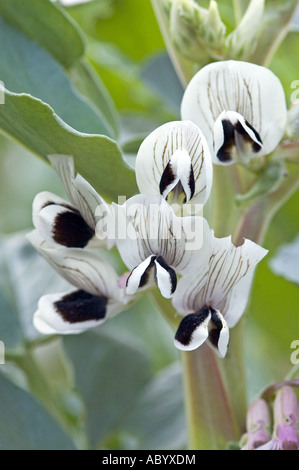 Saubohne Blume Aquadulce Claudia Zuteilung London UK Stockfoto