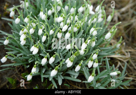 Gefüllte Schneeglöckchen Blüten Galanthus Nivalis Flore Pleno in Nahaufnahme Stockfoto