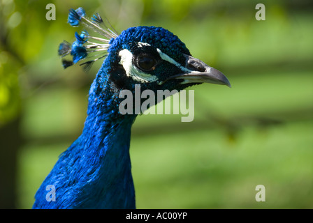 Pfau hautnah Stockfoto