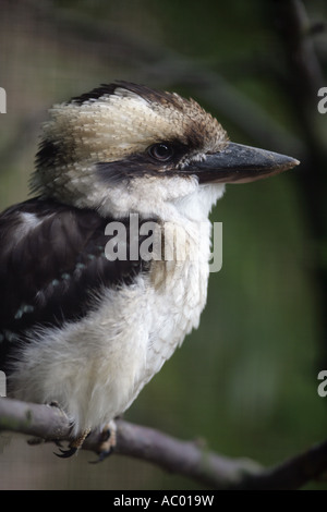 Lachende Kookaburra - Dacelo novaeguineae Stockfoto