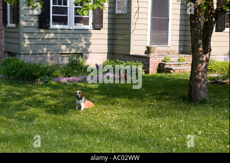 Ein Beagle allein sitzen auf dem Rasen im Garten Stockfoto