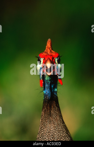 Behelmter Guineafowl Numida Meleagris Afrika Stockfoto