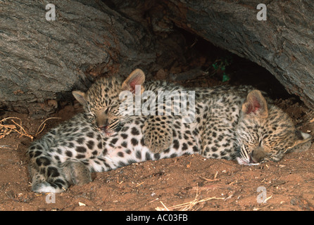 Leoparden Panthera Pardus zwei Monate alten Jungen Afrika Stockfoto