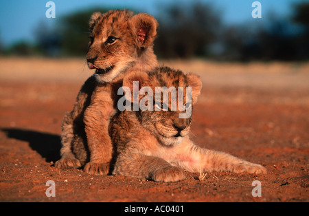 Löwe Panthera Leo einen Monat alt Cubs Namibia Stockfoto