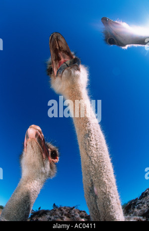 Strauß Struthio Camelus s größte flugunfähige Vogel Welt Afrika Stockfoto