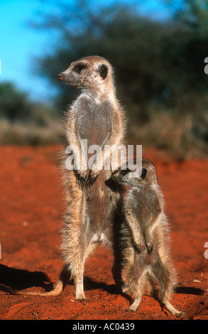 Suricate Meerkat Suricata Suricatta Sentinel s Stand aufrecht, umfassendere Sicht der Region Südliches Afrika Kalahari-Wüste zu gewinnen Stockfoto