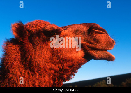 Eine bucklig Kamel Camelus Dromedarius wilde Arten eingeführt nach Australien und jetzt wild Australien Stockfoto