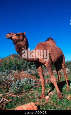 Eine bucklig Kamel Camelus Dromedarius wilde Arten eingeführt nach Australien und jetzt wild Australien Stockfoto