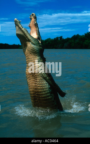 Mündungs Salzwasser Krokodil Crocodylus Porosus springen aus dem Wasser Lebensmittel Australien zu fangen Stockfoto