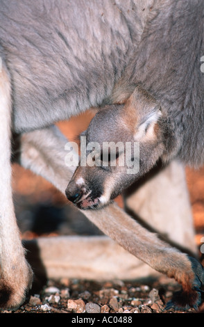 Red Kangaroo Macropus Rufus Joey jungen im Beutel Australien Stockfoto