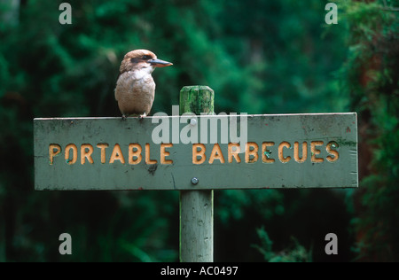 Lachende Kookaburra Dacelo Novaeguineae auf Schild am Picknickplatz Australien Stockfoto