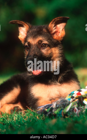 Haushund Elsässer Deutscher Schäferhund 12 Wochen alten Welpen Stockfoto