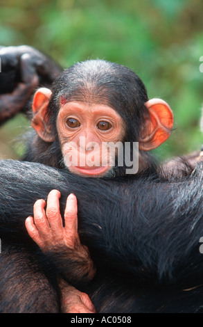 Schimpansen Pan Troglodytes Mutter Pflege ihr Baby Chimfunshi Schimpanse Waisenhaus Sambia West-Zentralafrika Stockfoto